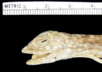 Media type: image; Herpetology R-26200